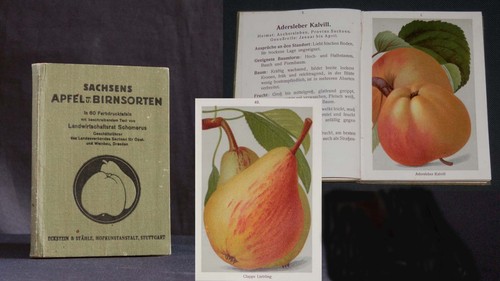 Schomerus sachsen apfel - schomerus, apfel-