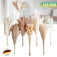 Pampasgras Trockenblumen 125