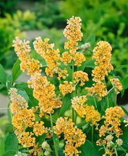Buddleja weyeriana 'Sungold'