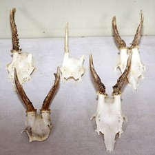 5 Rehgeweihe zum Basteln und