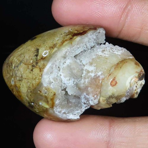 Natürlich fossil schnecke - fossil,