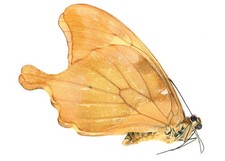 LEPIDOPTERA, PAPILIONIDAE