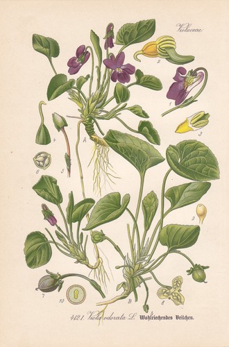 Viola odorata duftveilchen - viola,