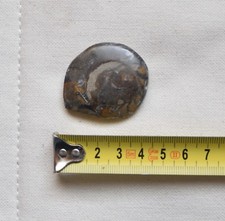 Versteinerter Ammonit |