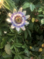 Passionsblume pflanze - passionsblume,
