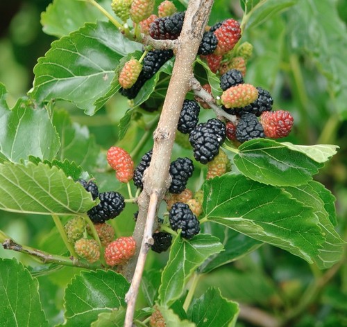 Schwarze maulbeere morus - maulbeere, (morus