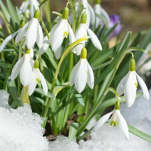 100 woronow schneeglöckchen - 100,