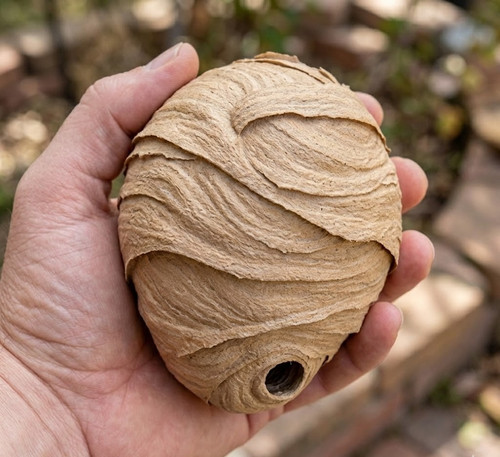 Chemical free wasp deterrent - wasp,