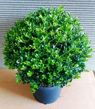 2 Ilex crenata Green Dwarf