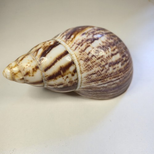 Große achatschnecke gehäuse - "große,