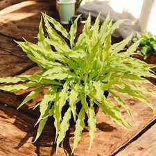 Hosta Funkie Viele Arten und Farben zur Auswahl Knollen Wurzeln Mehrjährige Wint