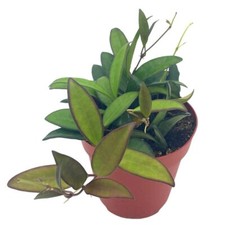 Hoya rosita inch - hoya, 4