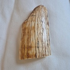 Scrimshaw  Mammut,Mammut