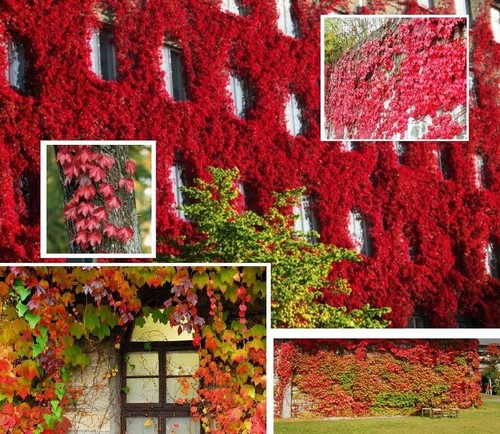 Stecklinge wilder wein - wilder,