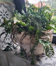 Tarantel-Farn, Vogelspinnen-Farn,  Humata tyermannii