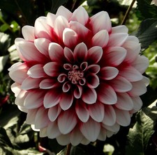 @ (◕‿◕)\@ Dahlien  