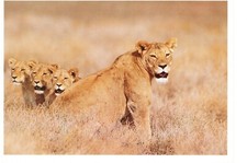 Ansichtskarte unbeschrieben  Löwin mit 3 Jungtieren vermutlich in Namibia