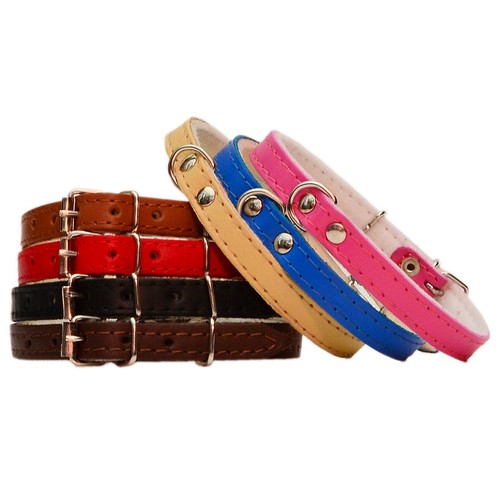 Echtes leder hund - leder,