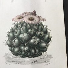 Gravur 19. Jh. Botanischer