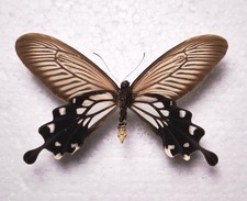 Losaria coon coon female US