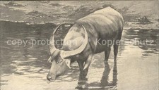 Tiere Wasserbueffel