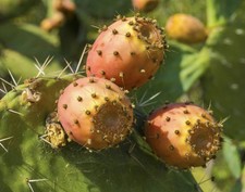 Kaktus Feige 6 Samen für 2.50 € plus 1.10 Versand 