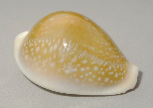 Meeresschnecke cypraea - meeresschnecke,