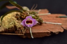Dendrobium fuscifaucium