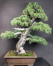 Bonsai - Mädchenkiefer, Pinus
