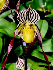Paphiopedilum  Species alba