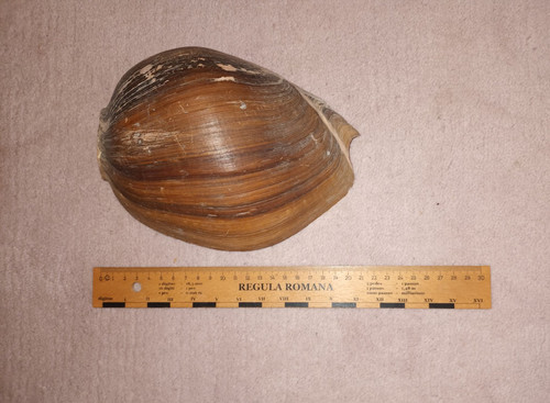 Grosse cymbium pepo - pepo,