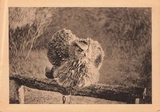 726383) Lot von 3 AK