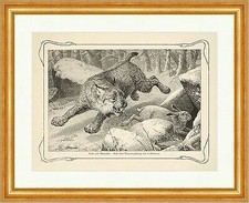 Luchs und Schneehase Lynx Lepus Timidus Beute Beckmann Jagd Welt der Tiere 04