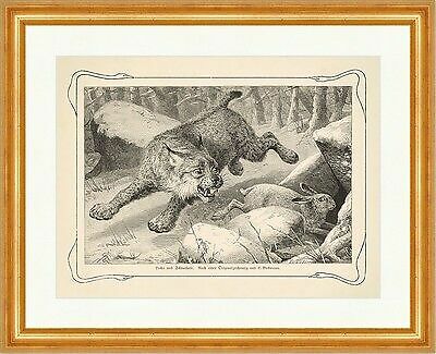 Luchs und schneehase lynx - luchs,