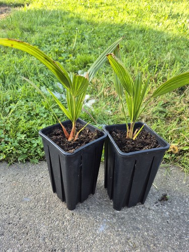 Trachycarpus wagnerianus - trachycarpus,