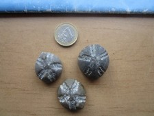 Drei sehr schöne versteinerte