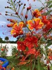 30 seeds Caesalpinia