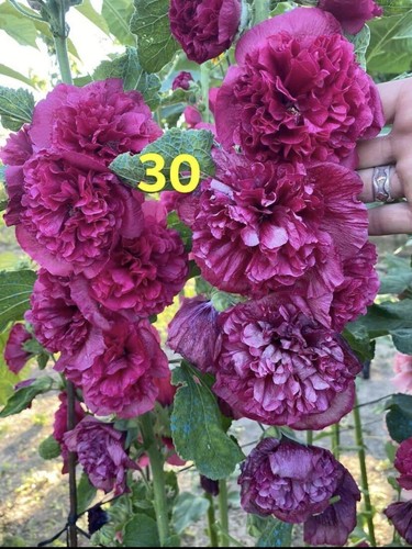 Stockrosen alcea rosea samen - alcea,
