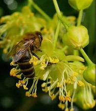 Bio Lindenhonig aus eigener Imkerei 12,5kg Herkunft Deutschland 