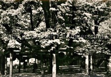 Annaberg-Buchholz Erzgebirge 500 Jahre alte Linde Baum Natur