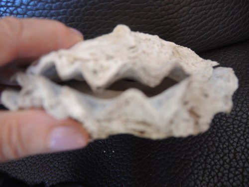 Tridacna mördermuschel beide - tridacna,