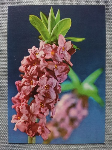 Alte ansichtskarte postkarte - alte,
