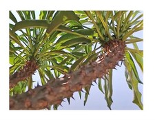 3x Pachypodium rutenbergianum