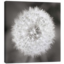 Leinwandbild Pusteblume - Alan