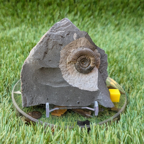 Dactylioceras gracile ammonite - dactylioceras,