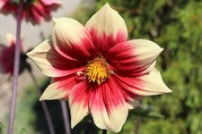 Dahlien * Mignon Dahlien Nr. 4 * Dahlia * 20 * Blumensamen * handverlesen