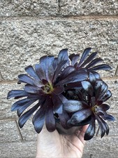 Aeonium ‘Black Rose' 3