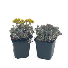 Teppich Fettblatt Sedum spat. Purpureum Bodendecker Dachgrün Steingarten