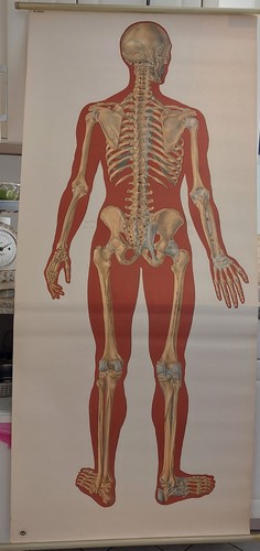Schulwandkarte anatomie ddr - anatomie,