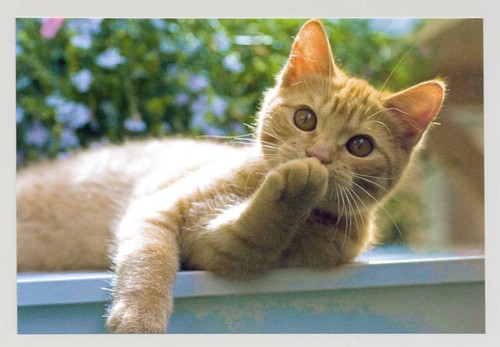 Postkarte katze neu - -,